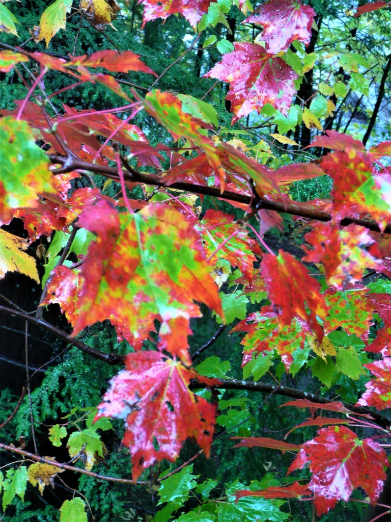 Der Zuckerahorn färbt sich