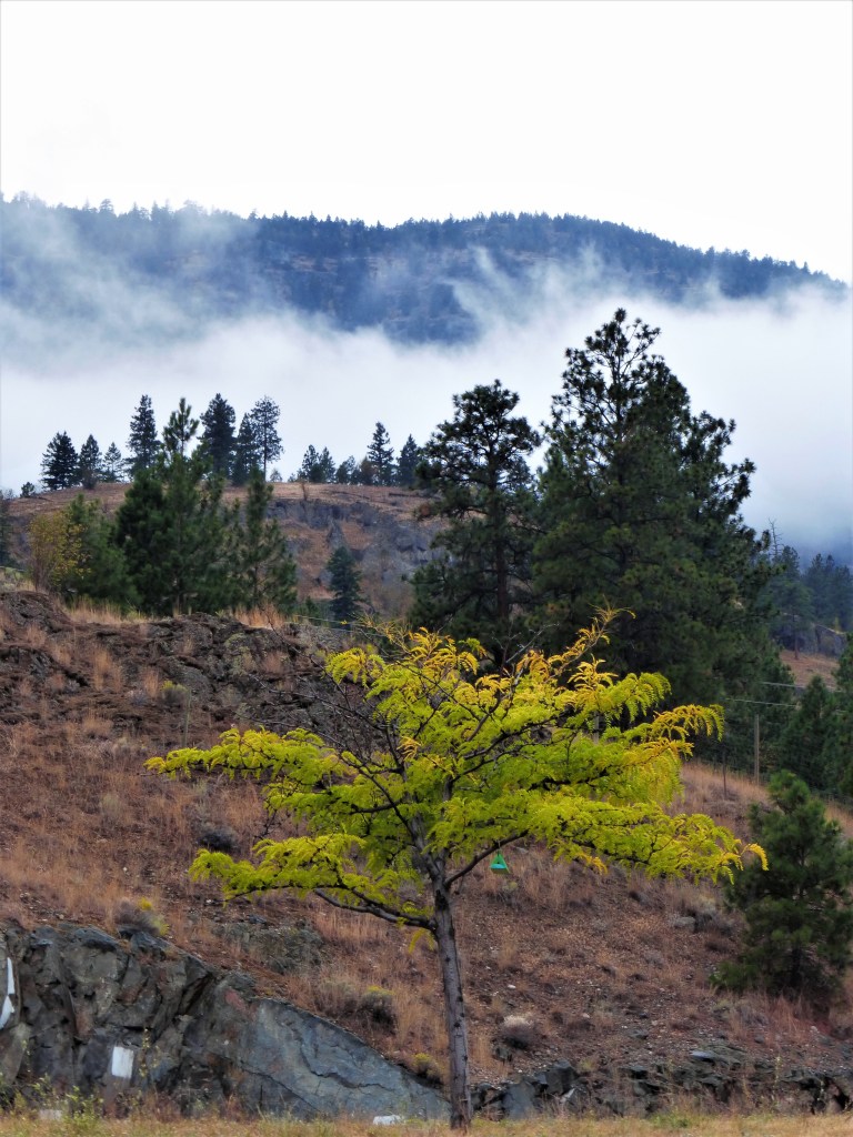 Beginn der Herbstfärbung