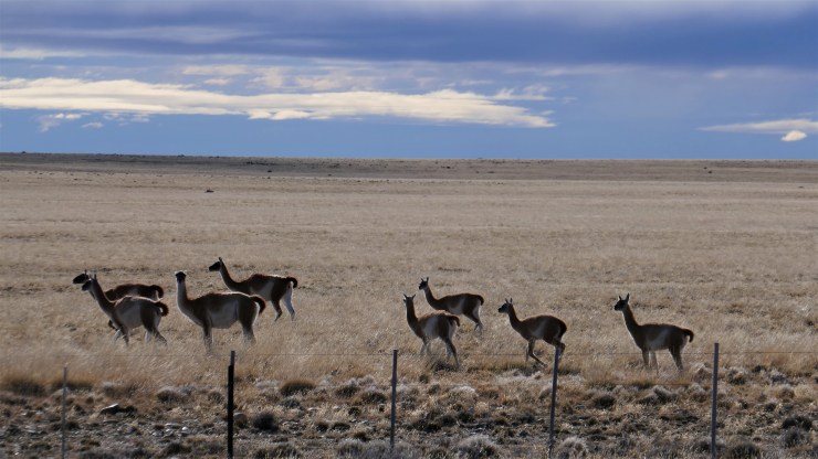 Guanakos lieben die Nähe zur Straße...