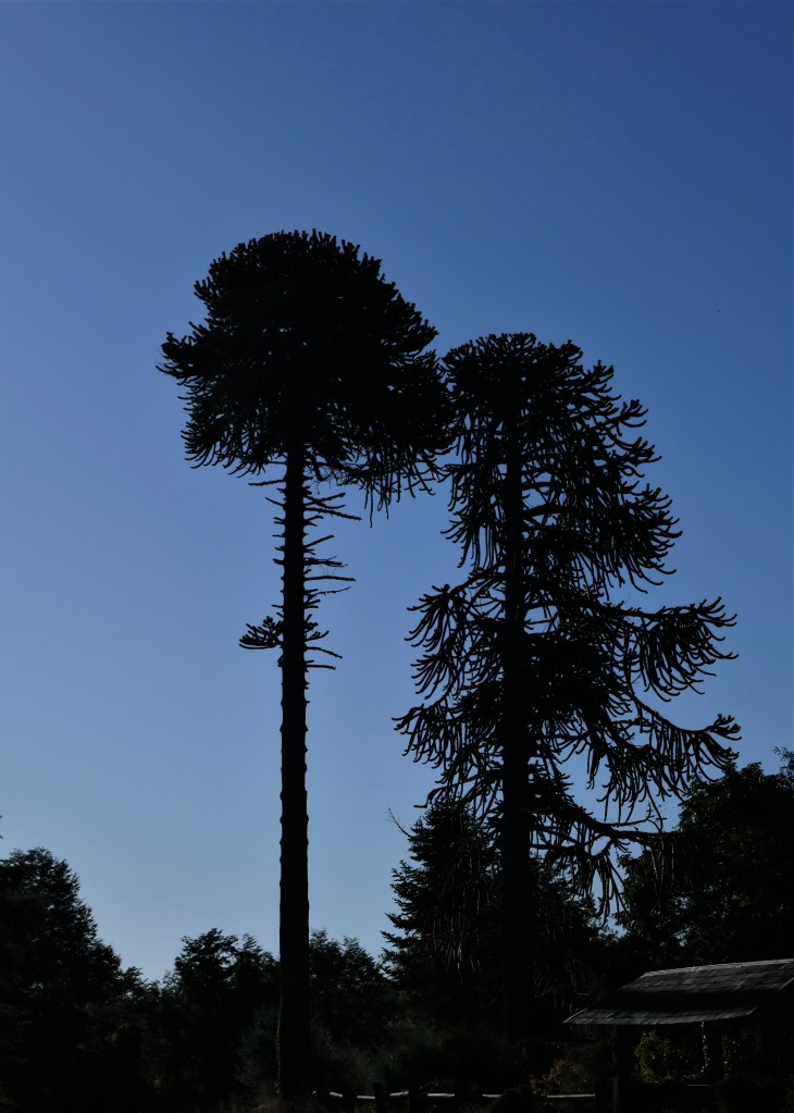 Región de los Lagos, Vulkan Osorno, chilenische Araukarien