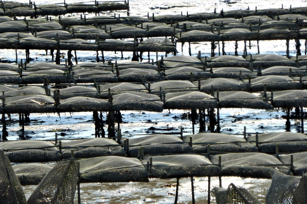 Hier wachsen die leckeren Austern heran
