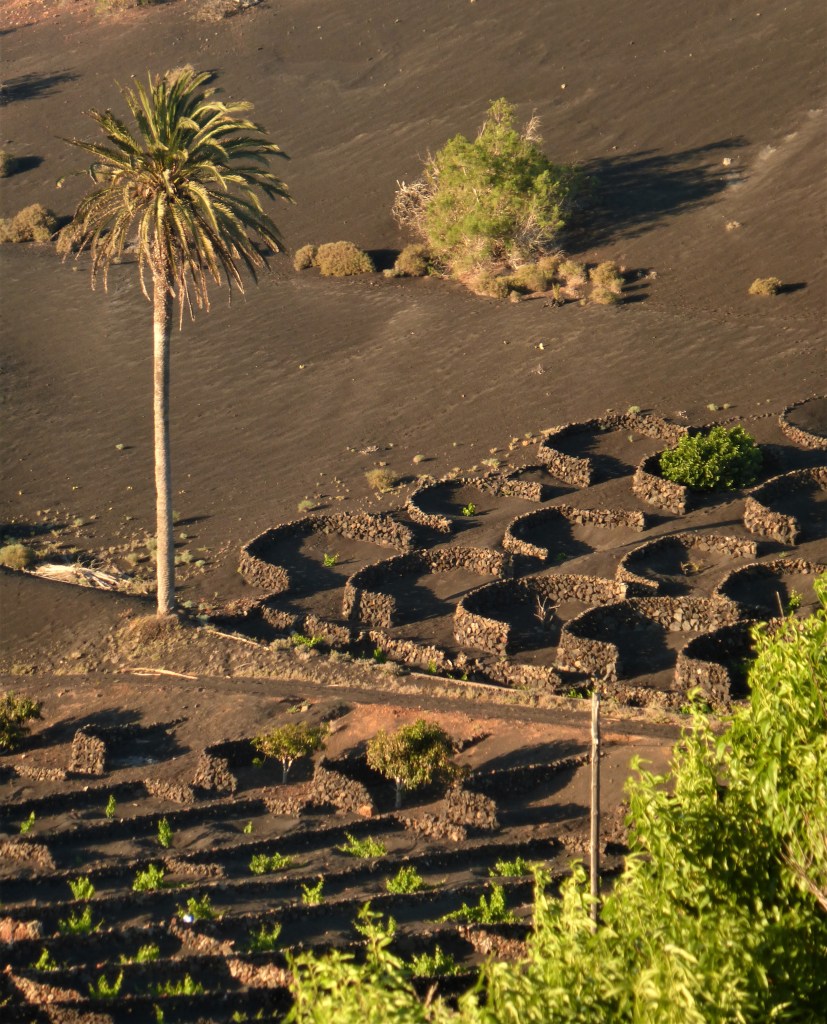 Lavamulden für Rebstöcke I
