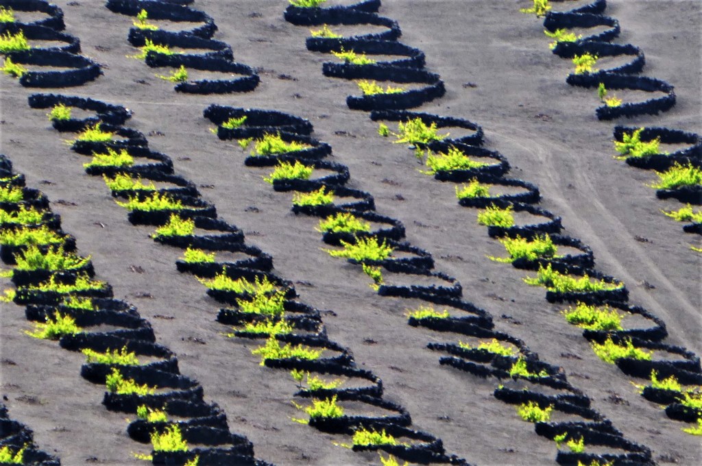 Lavamulden für Rebstöcke II