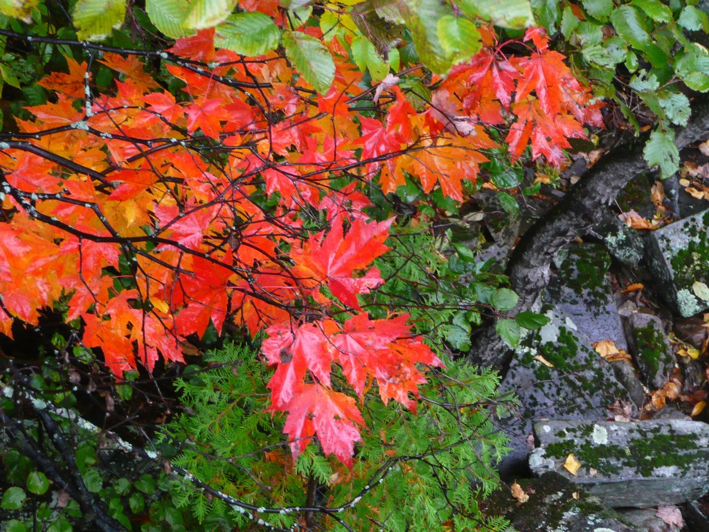 Feuilles d'érable au Québec