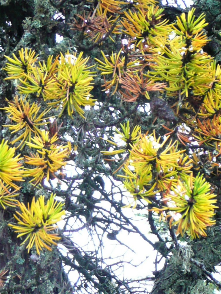 Am Saguenay-Fjord färben sich sogar die Kiefernnadeln gelb