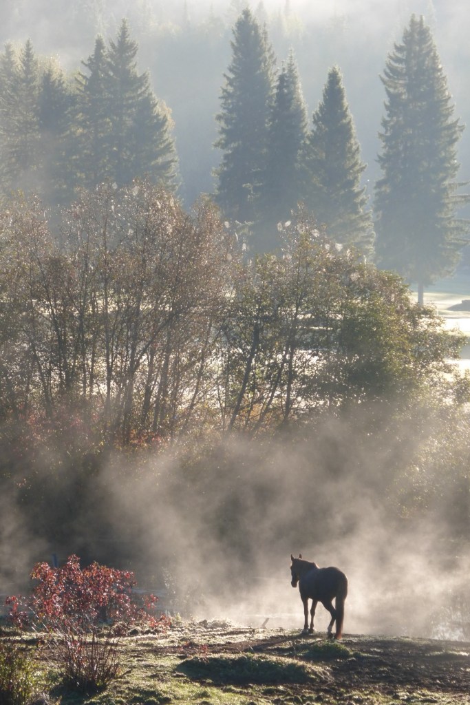 Im Wells Gray Provincial Park in British Columbia