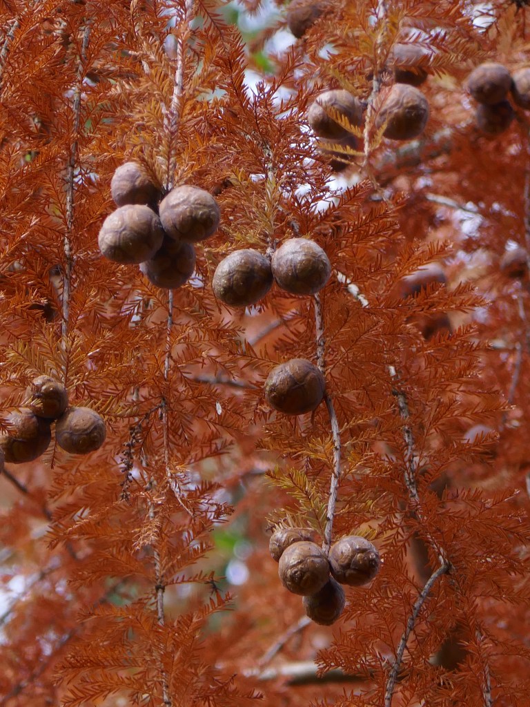 Unbekannter Baum am Mattheiser Weiher in Trier