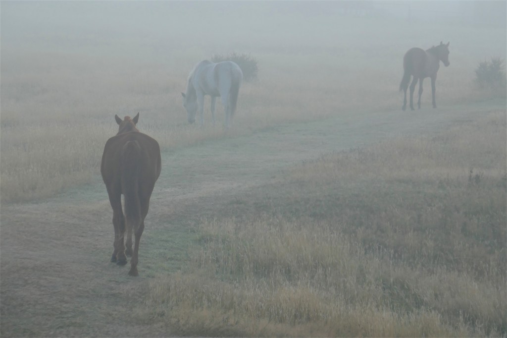 Pferde auf der Koppel im Val Serrano in Patagonien
