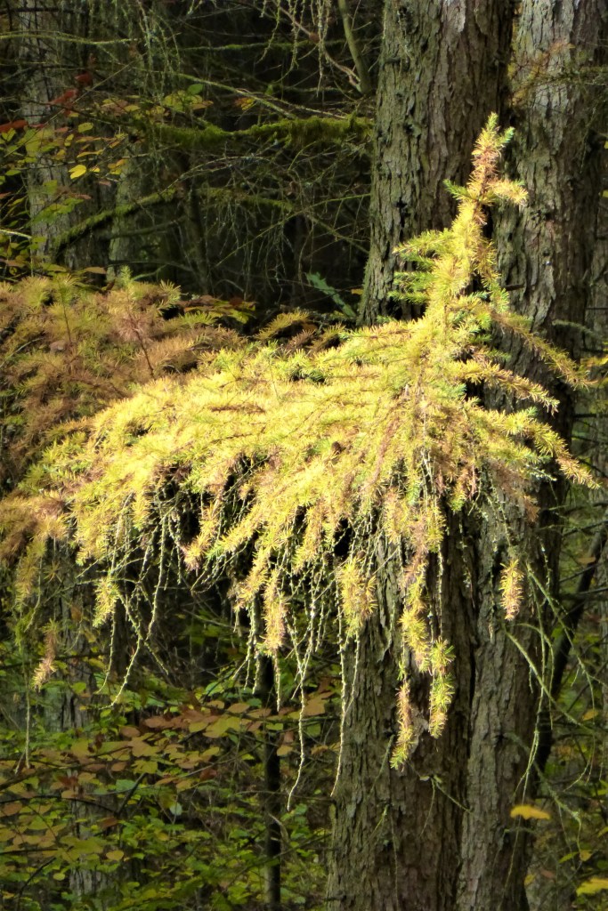 Herbstliche Lärchennadeln