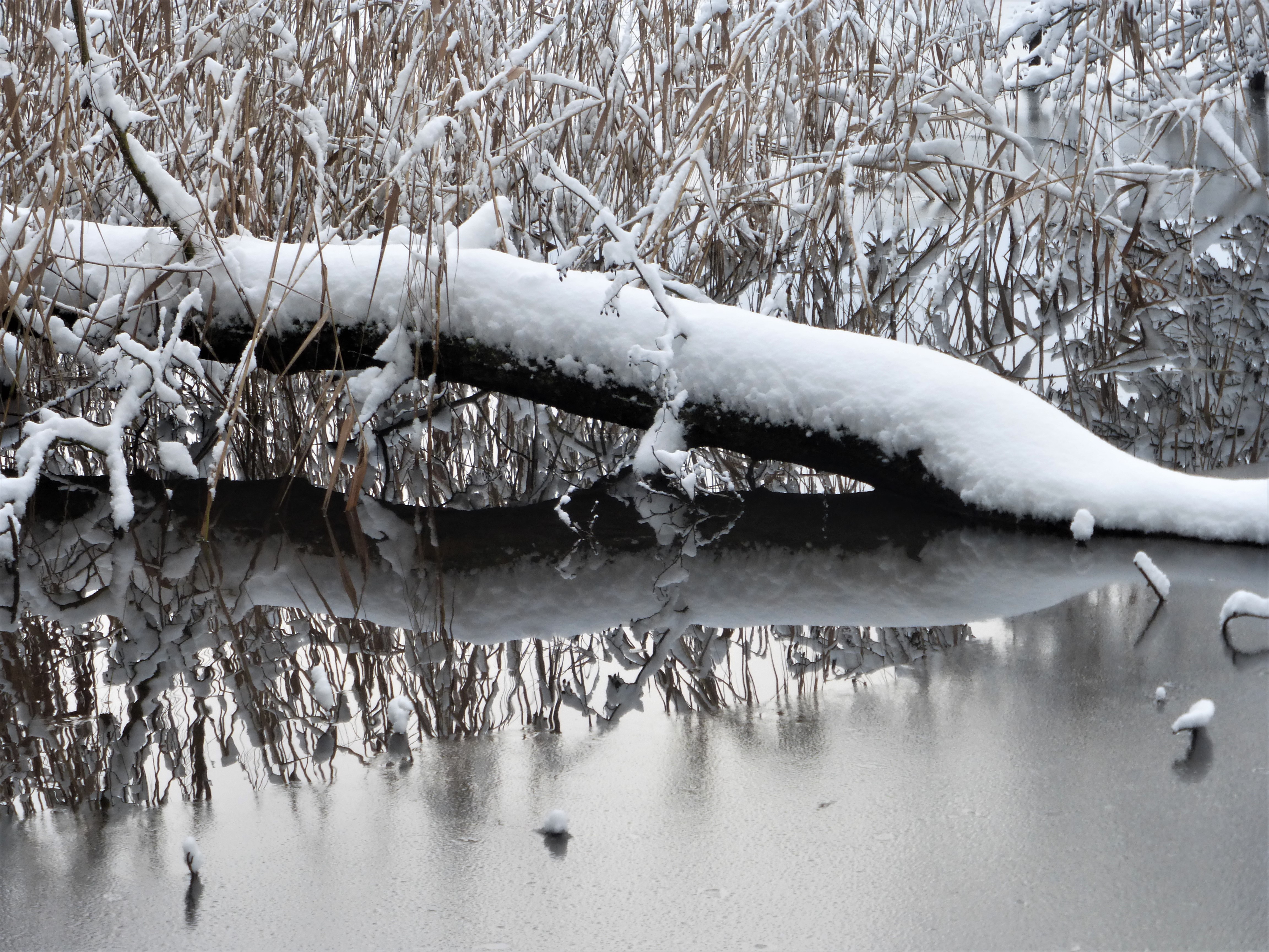 Wasser flirtet mit Schnee
