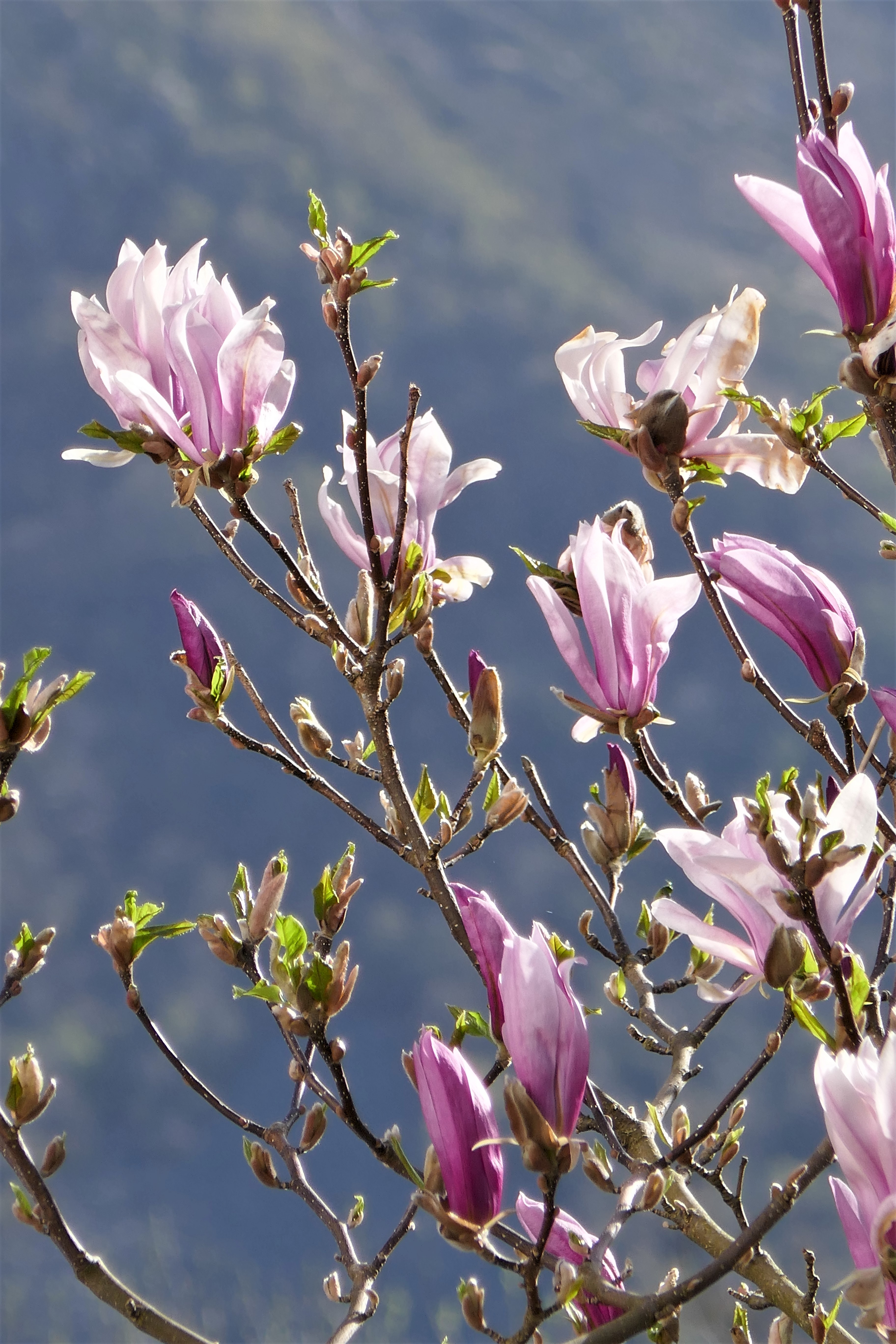 Und plötzlich ein Hauch Frühling