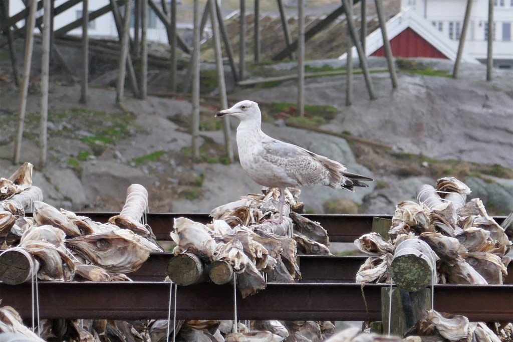 Die Möwe "klaut" Stockfisch
