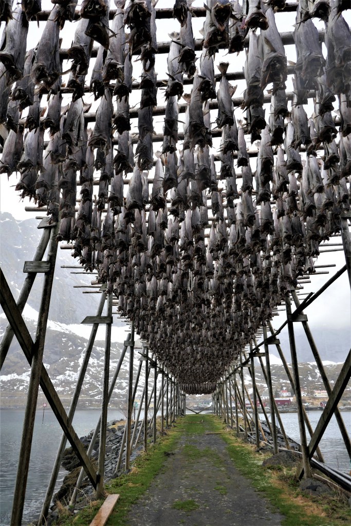 Hier hängt der Himmel voller... Stockfisch