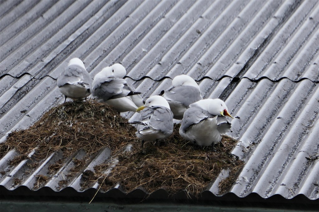 Nistende Möwen