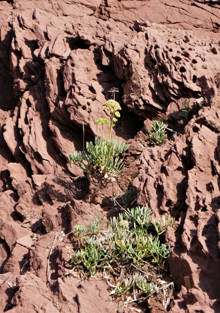 Dickblättrige Pflanzen finden ihren Weg