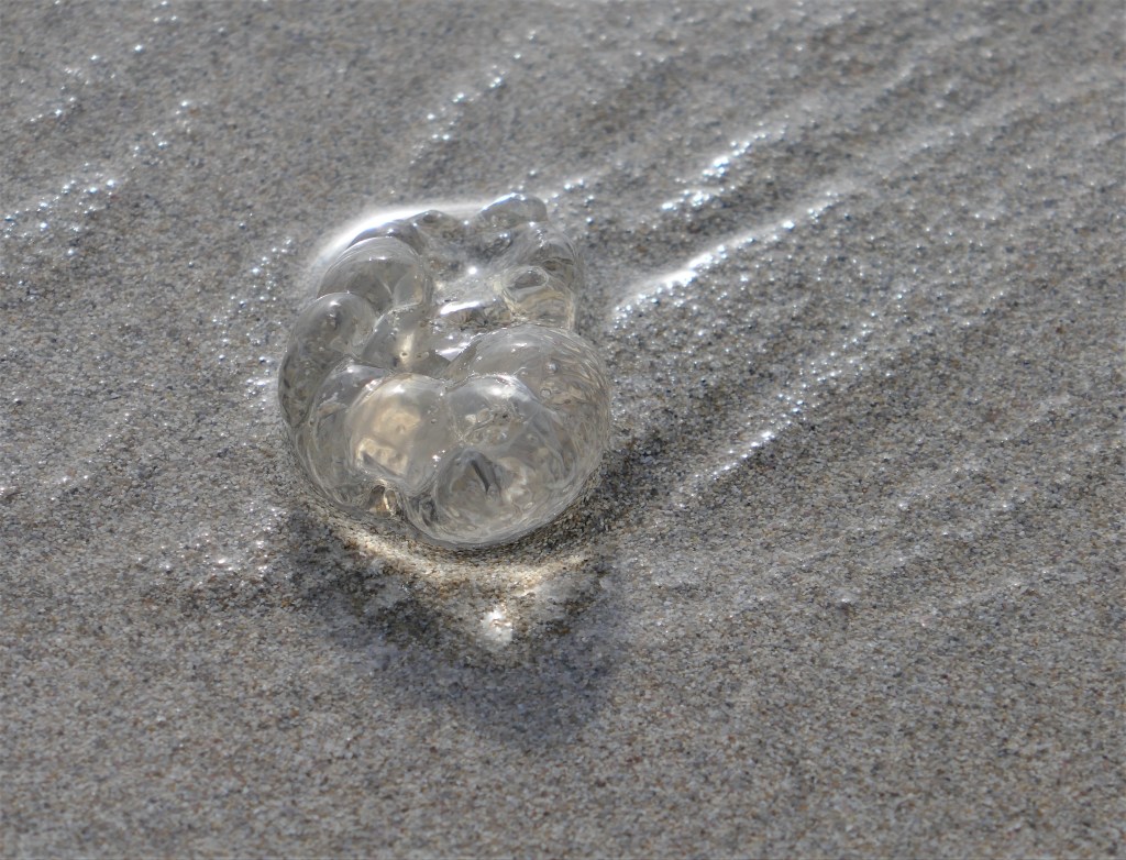 Filigrane, transparente Schönheit zum Anschauen (nicht berühren!)