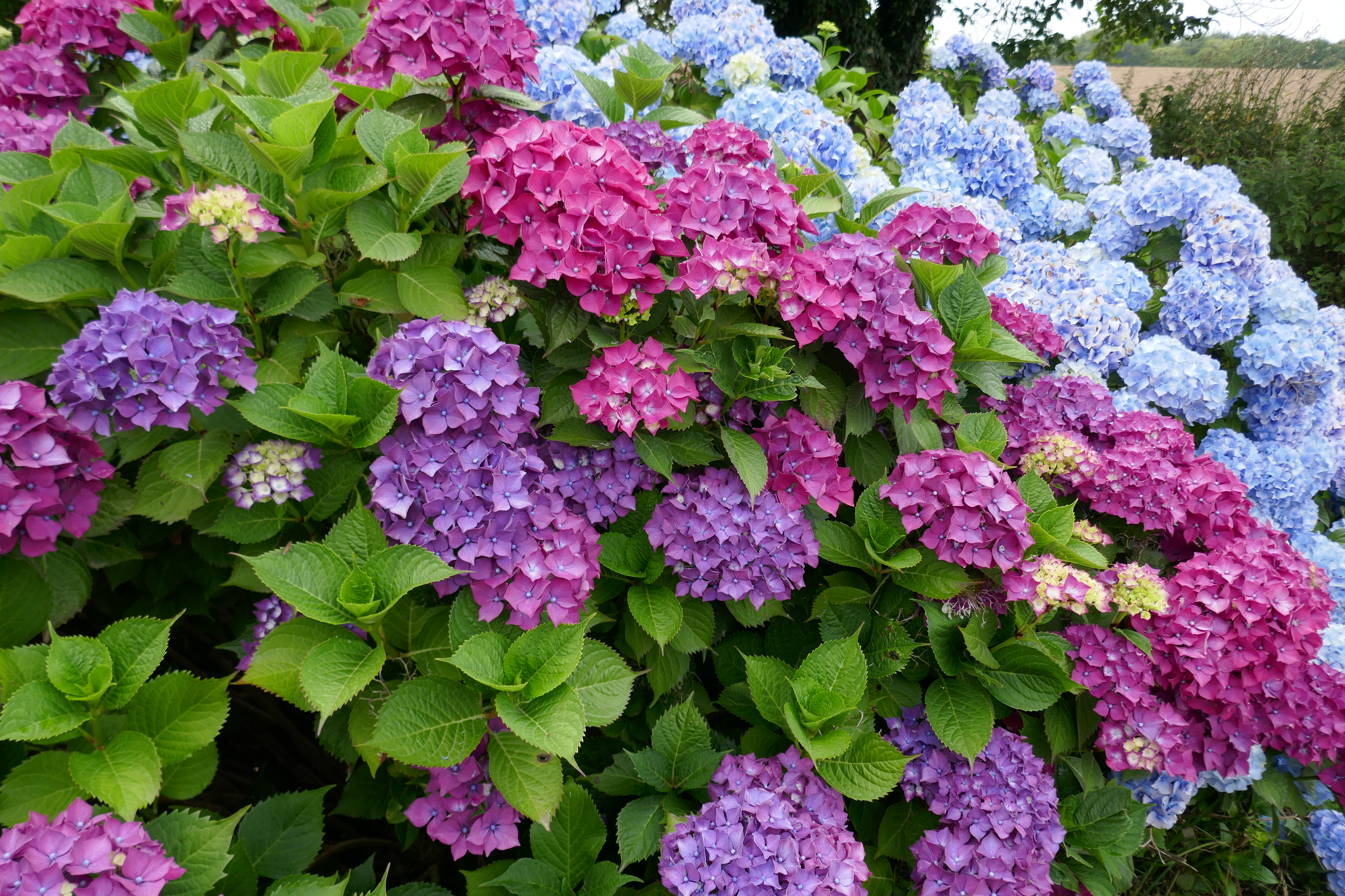 Üppige Hortensien überall