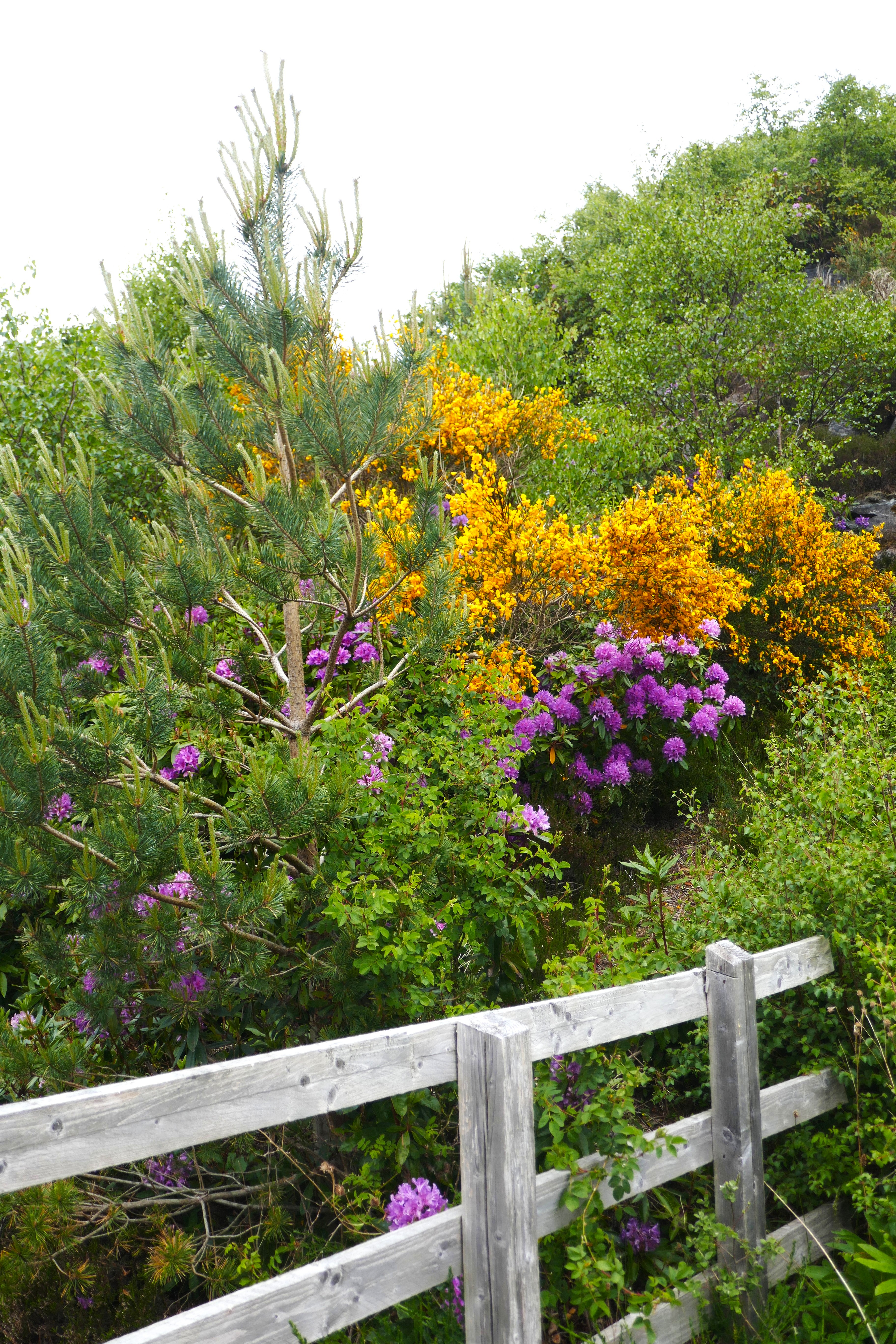 Ginster und Rhododendron