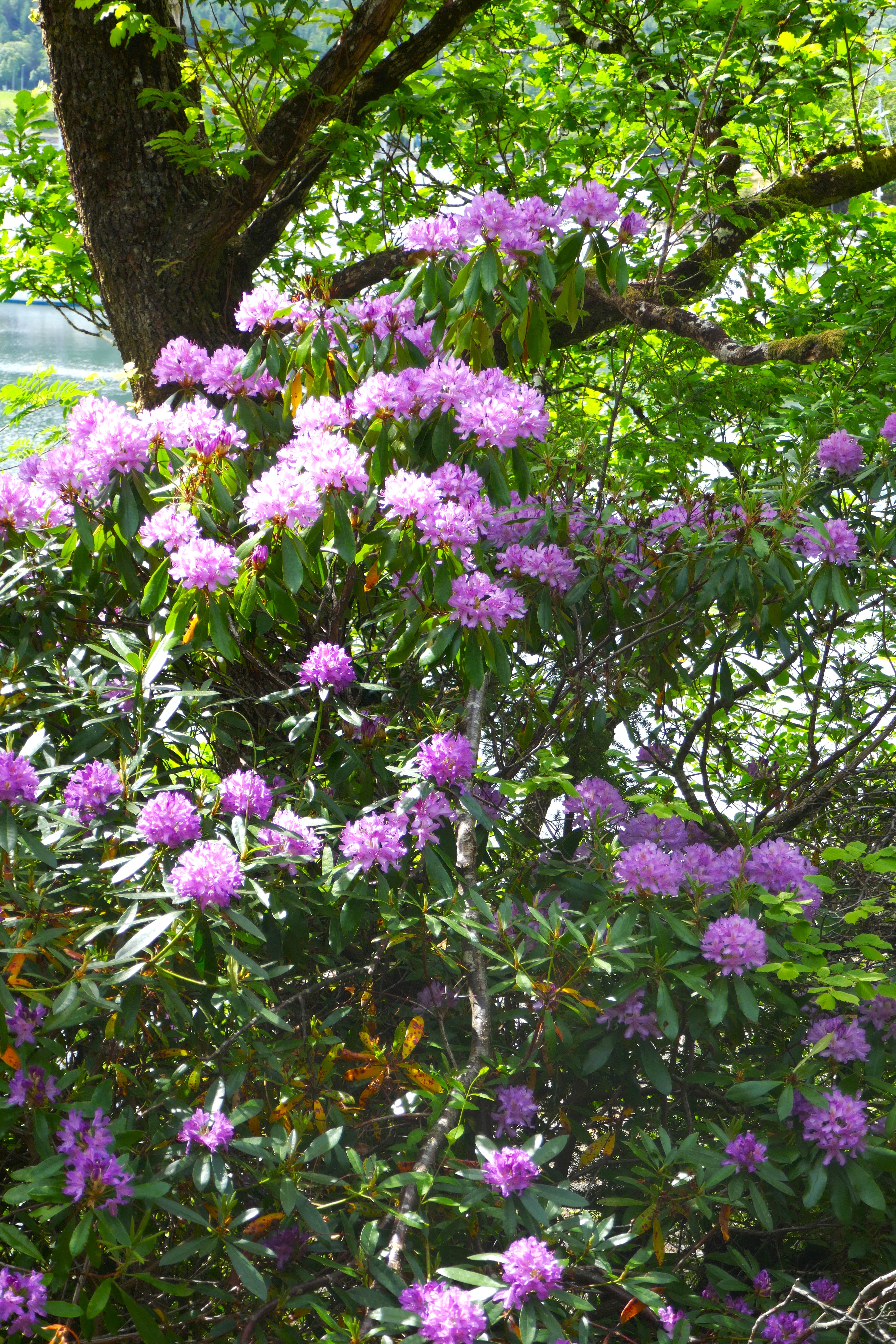 Überall blüht der Rhododendron